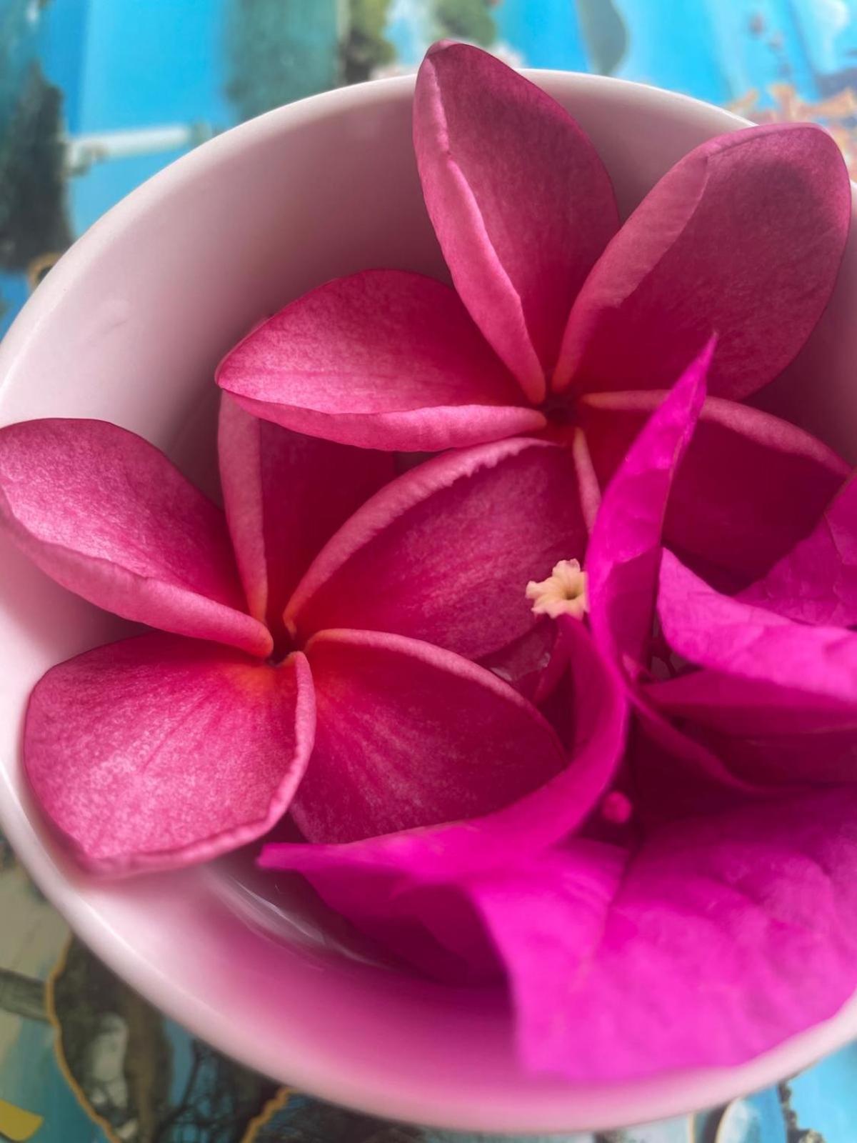 Studio Hibiscus Anse Des Rochers Saint Francois Dış mekan fotoğraf